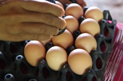 Канада заинтересована в импорте из Украины яиц, мяса и яблок
