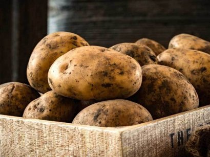 Европа отказалась пускать на свои рынки украинский картофель