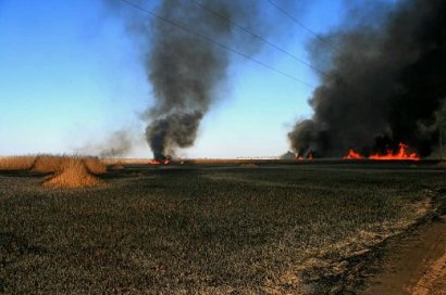 В «Тузловских лиманах» пожар уничтожил более 20 га заповедных земель и сотню кладок птиц