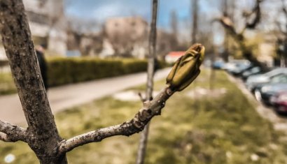 В Одессе появились две новые аллеи