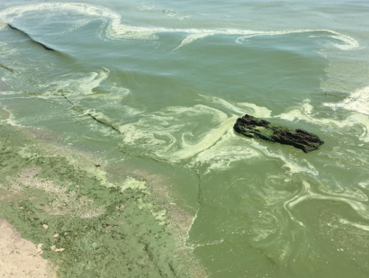 На одесских пляжах зелёная вода: цветут пенообразующие водоросли