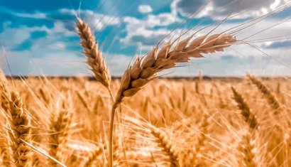 Аграрии собрали уже 23 миллиона тонн зерна нового урожая