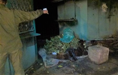 Полиция задержала вора, который воровал декоративные растения из Греческого парка