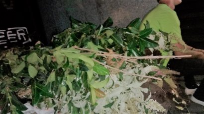Полиция задержала вора, который воровал декоративные растения из Греческого парка