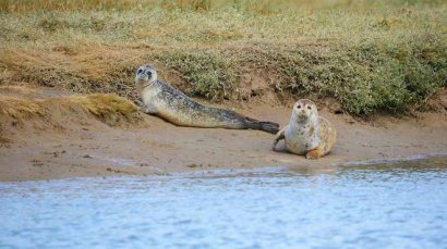 В некогда "мертвой" Темзе обнаружили сотни детёнышей тюленей