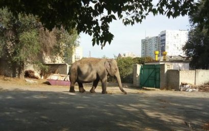 По улицам Харькова разгуливал слон