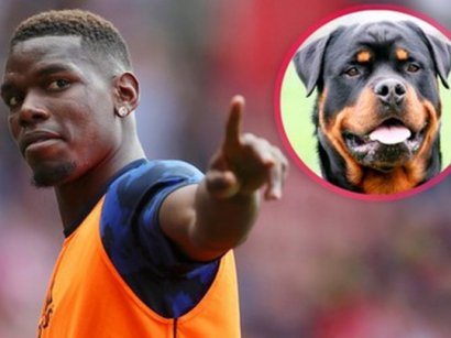 Звезда «МЮ» купил собаку за 17 тысяч евро для защиты от агрессивных фанатов