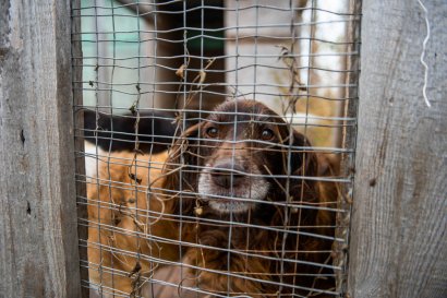 Студенты-волонтеры из Одесской Юракадемии оказали помощь приюту для животных