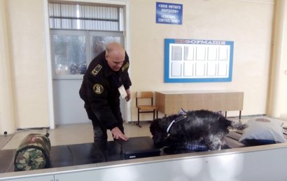 В аэропорту Запорожья с помощью собаки нашли $13 тысяч в чемодане