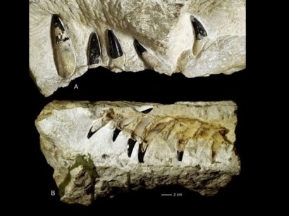 Ученые обнаружили останки древнейшего морского чудовища