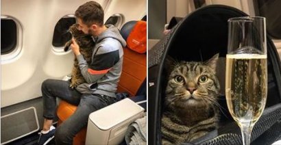 Котообман: как кот стал авианарушителем! ВИДЕО
