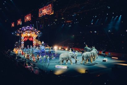 Одесский цирк, несмотря на запрет суда, продолжает использовать диких животных
