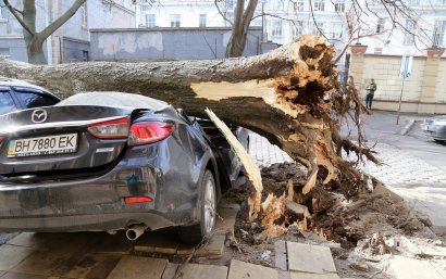 Два рядом стоящих дерева придавили сразу семь автомобилей в Покровском переулке