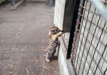 В Одесском зоопарке родился тигренок (видео)