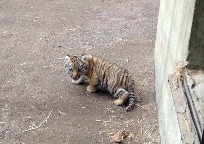 В Одесском зоопарке родился тигренок (видео)