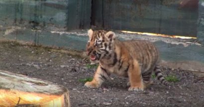 Одесский зоопарк впервые показал новорожденного тигренка (видео)