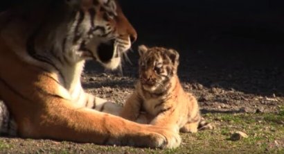 Одесский зоопарк впервые показал новорожденного тигренка (видео)