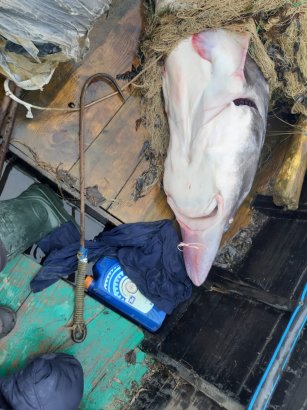 В Одесской области браконьер напал с ножом на пограничника из-за 150-килограммовой белуги (фото, видео)