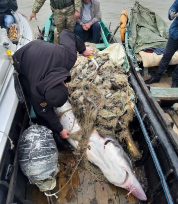 В Одесской области браконьер напал с ножом на пограничника из-за 150-килограммовой белуги (фото, видео)