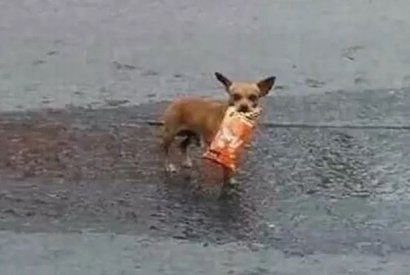Мексиканец во время карантина послал пса в магазин (фото)