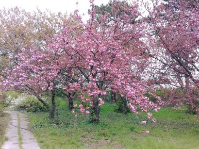 В одесском Ботаническом саду расцвела сакура (фото)