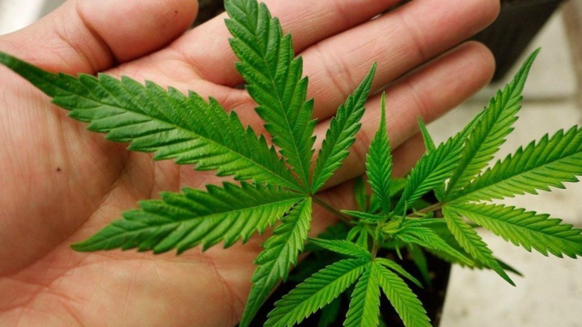 Проблема легализации марихуаны конопля поржать
